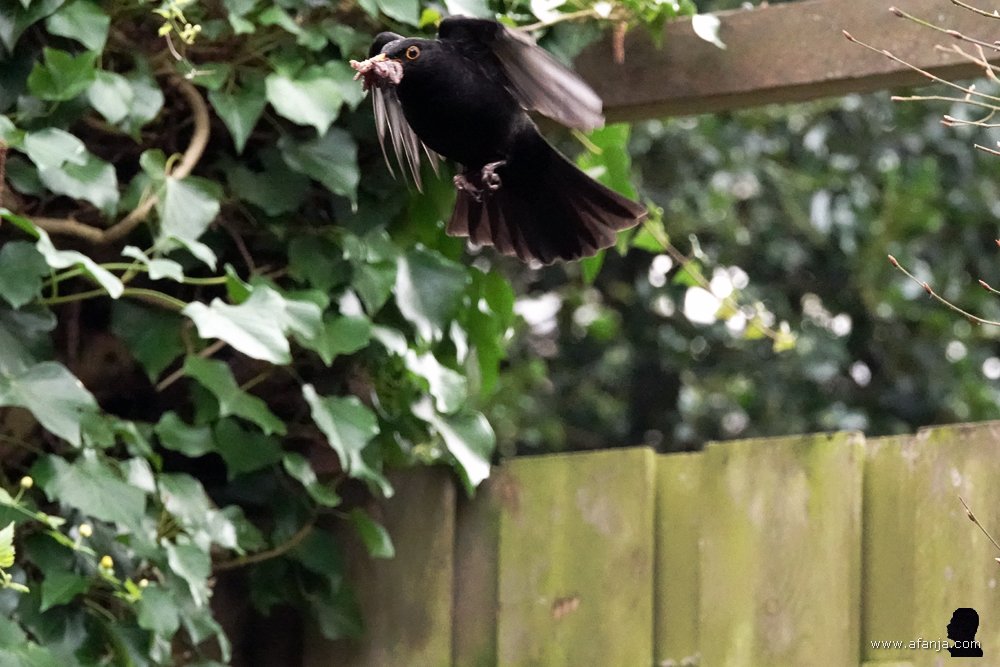 pa merel voert opnieuw een vrachtje verse wormen aan
