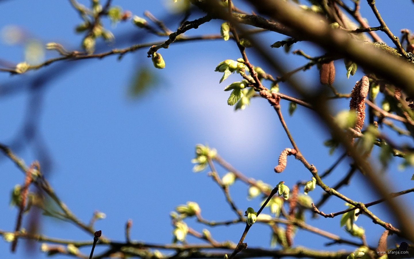 de hazelaar met daarachter de maan vaag in close-up