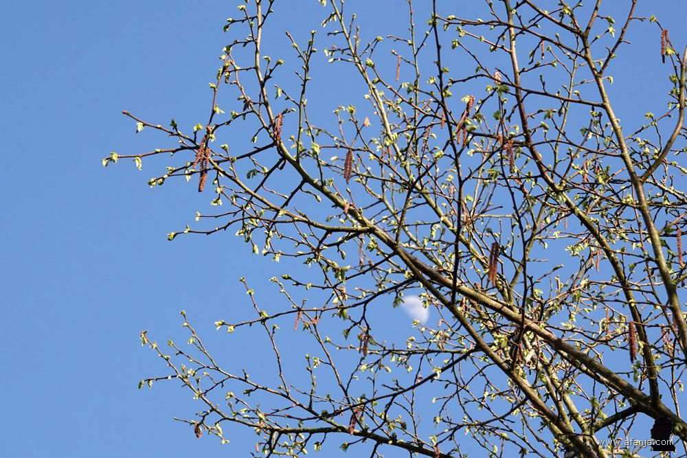 de hazelaar met daarachter de maan