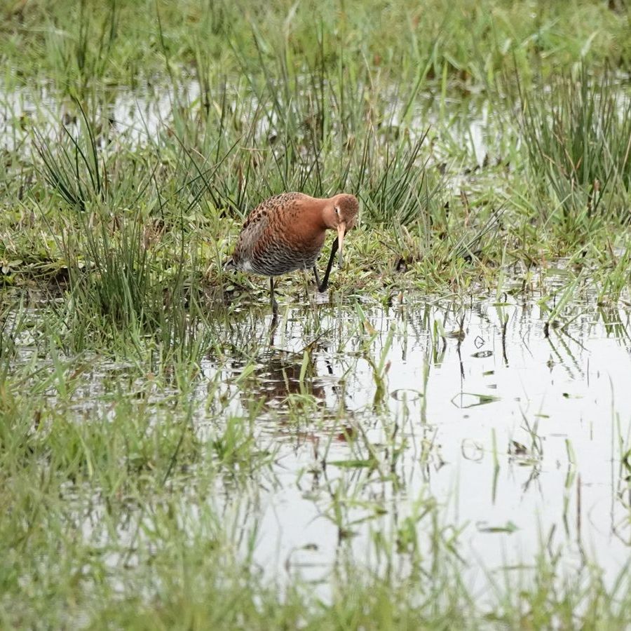 grutto staat zijn toilet te maken (1)