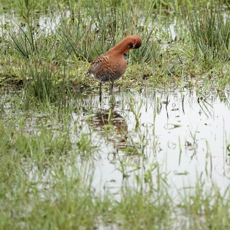grutto staat zijn toilet te maken (3)