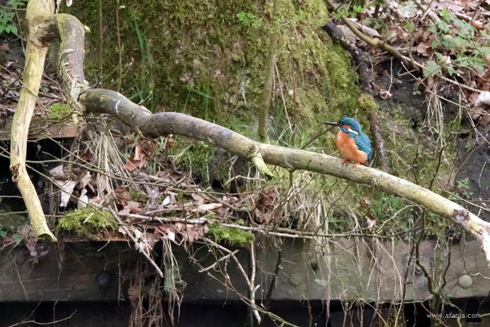 meneer ijsvogel blijft alleen achter op de tak