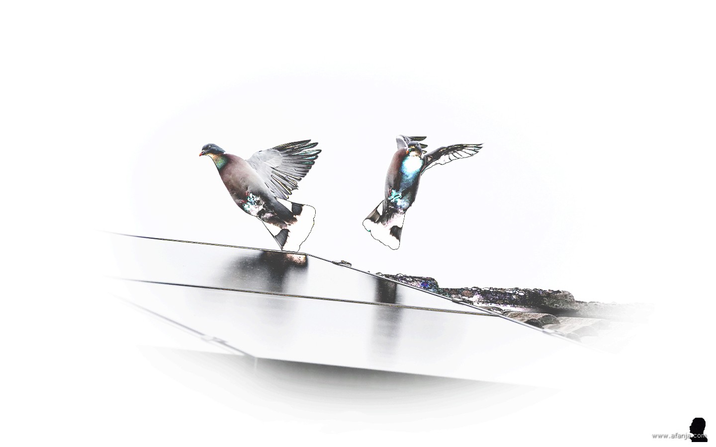 de duiven dansen (1)