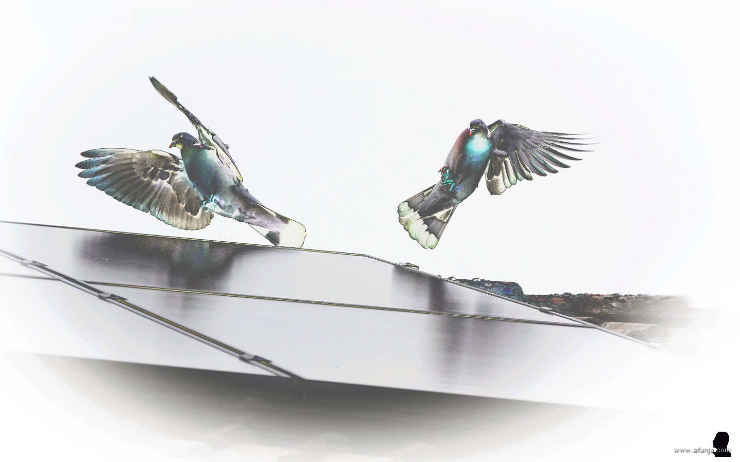 de duiven dansen (2)