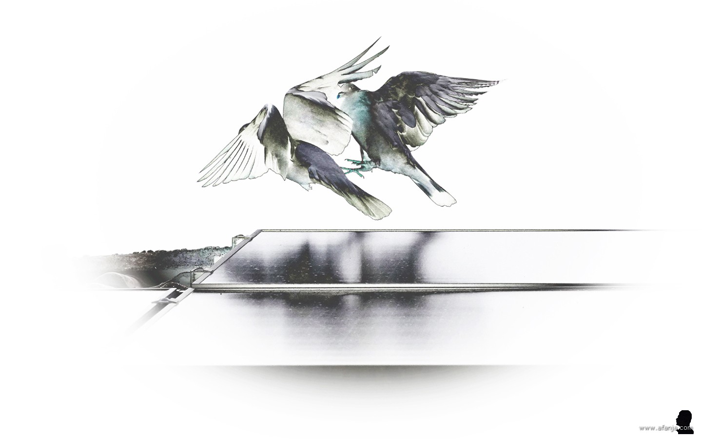 de duiven dansen (3)