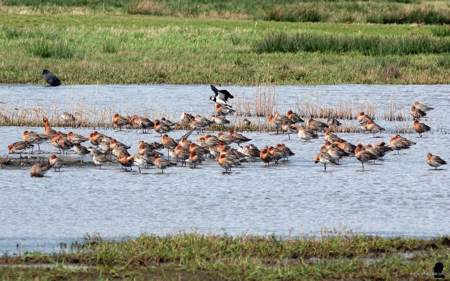 een groep grutto's in het plasdrasland