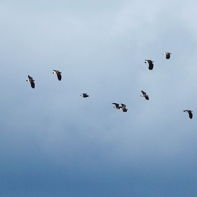 kieviten vliegen enige tijd heen en weer (2)