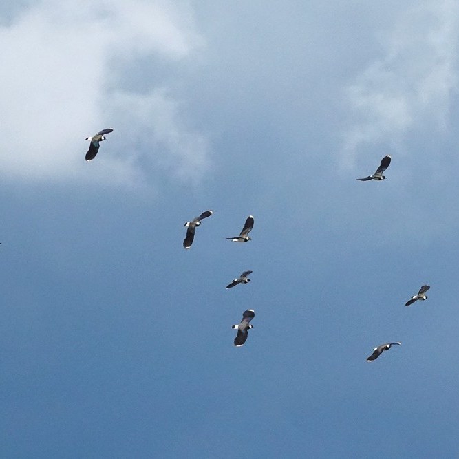 kieviten vliegen enige tijd heen en weer (3)