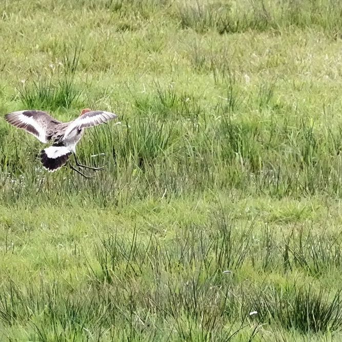 de landing van een grutto (1)