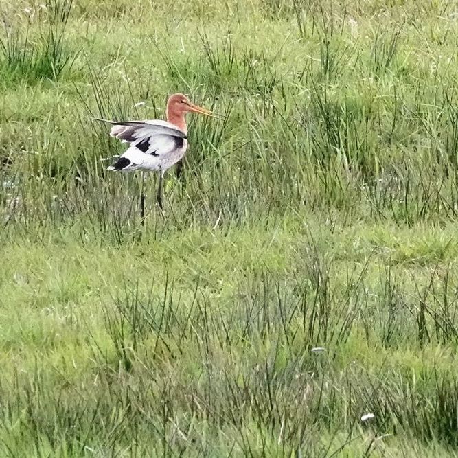 de landing van een grutto (3)