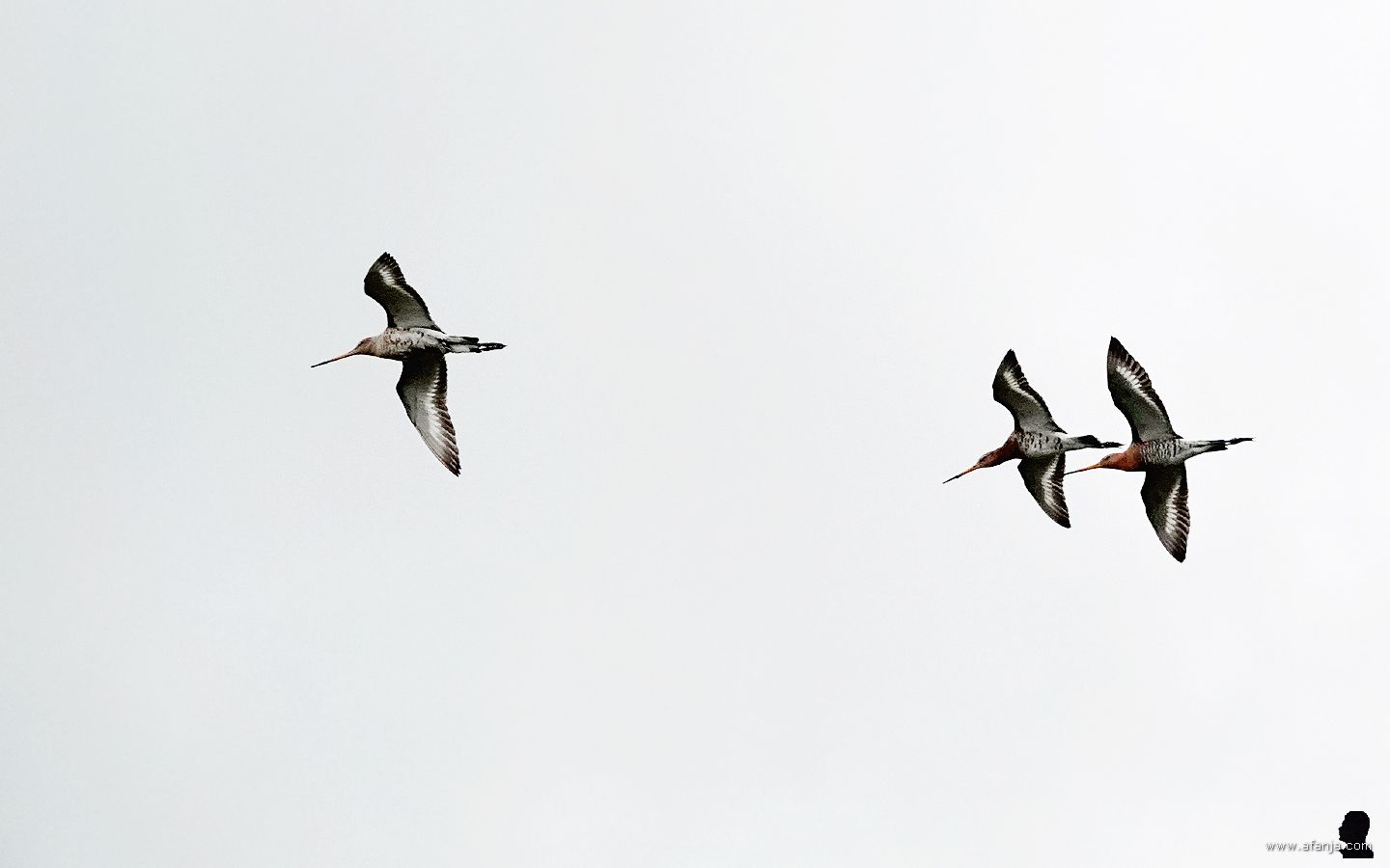 de grutto's komen tot leven