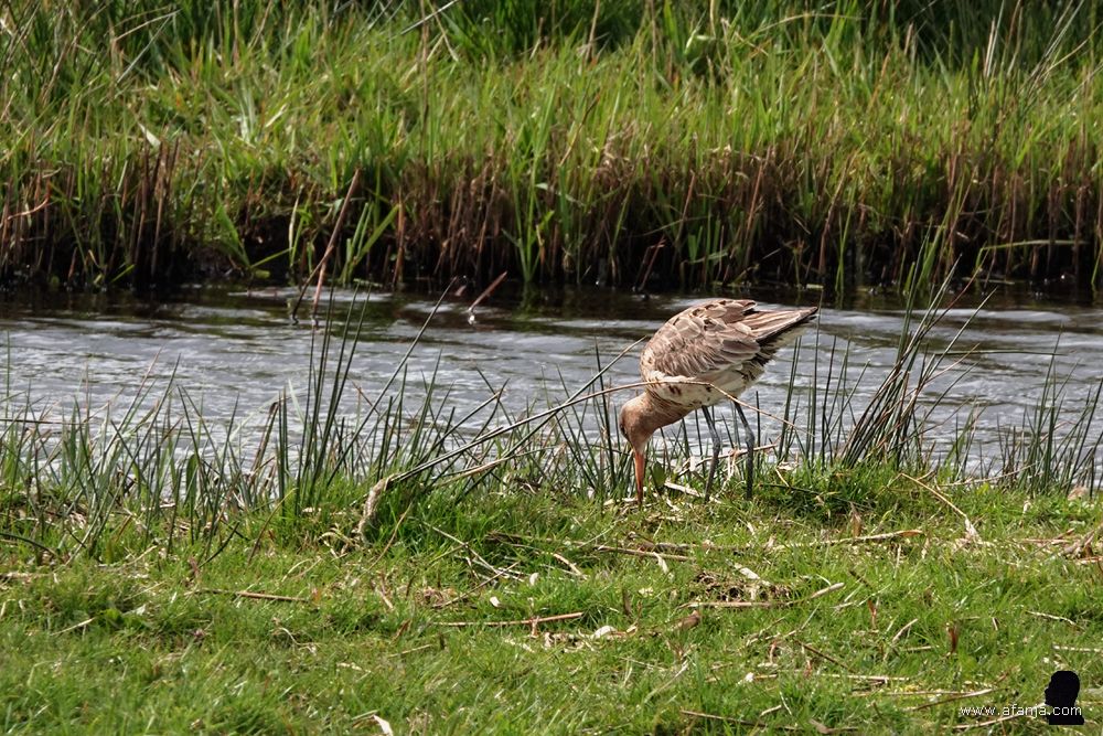 de grutto's komen dichterbij