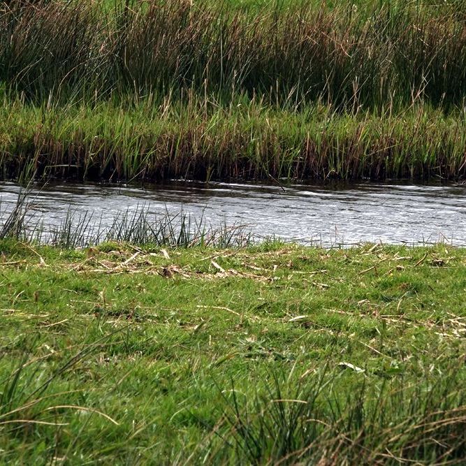 twee foeragerende grutto's