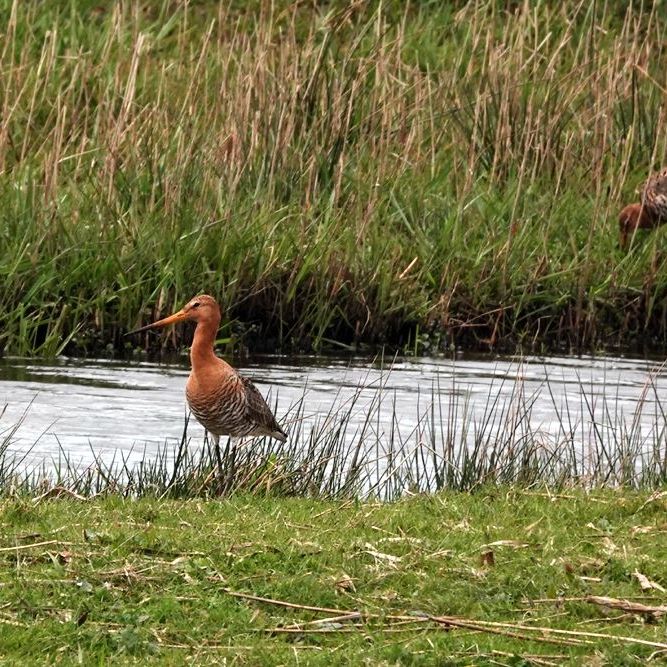 twee grutto's, elk aan een kant van een sloot