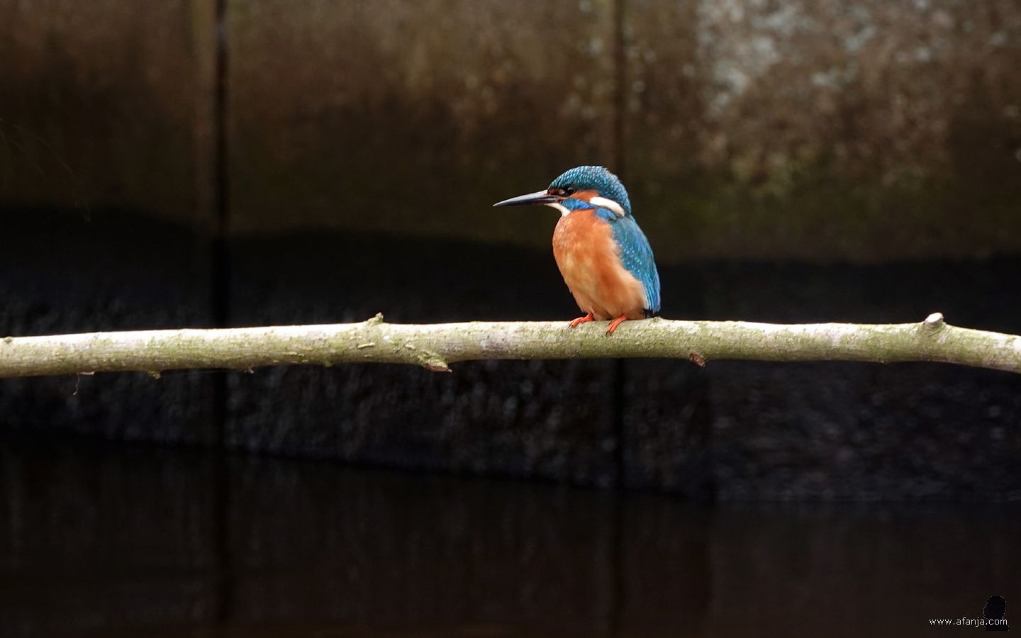 meneer ijsvogel zit op een nieuw tak
