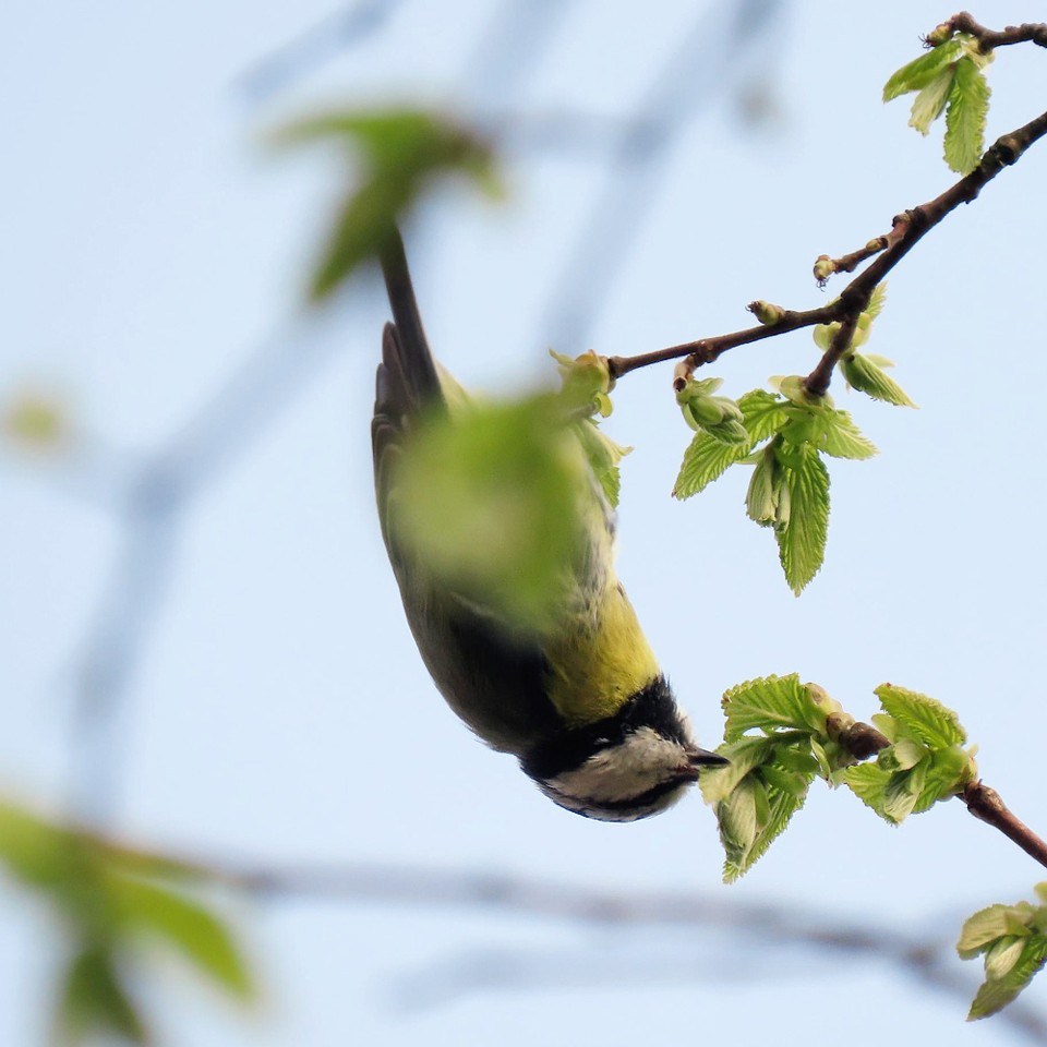 pimpelmeesje hangt ondersteboven om een blaadje te pakken
