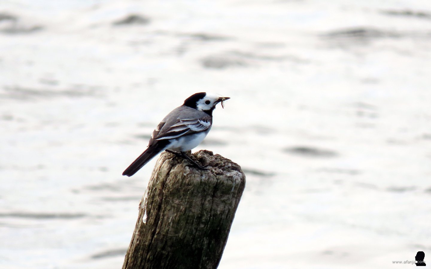 een witte kwikstaart heeft een tussenlanding gemaakt op een paaltje omringd door water, in zijn snavel heeft hij een insect