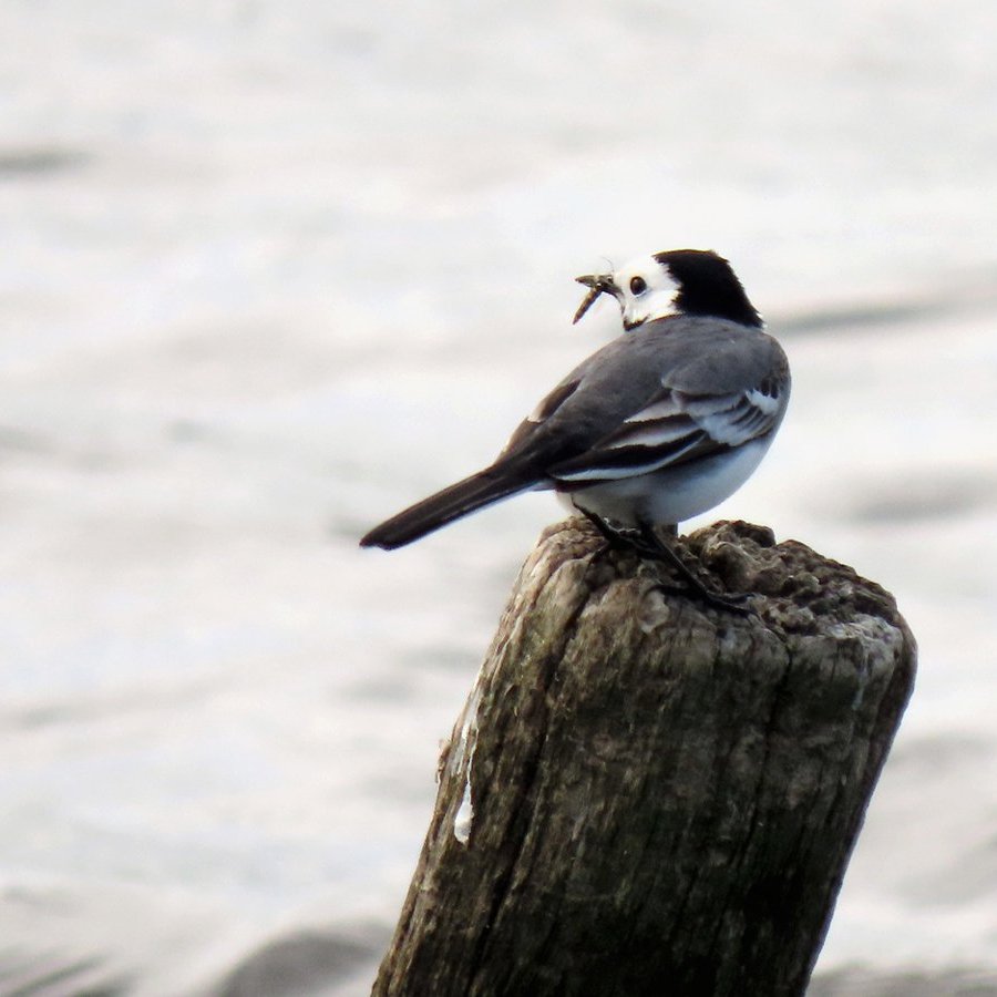 een witte kwikstaart heeft een tussenlanding gemaakt op een paaltje omringd door water, in zijn snavel heeft hij een insect