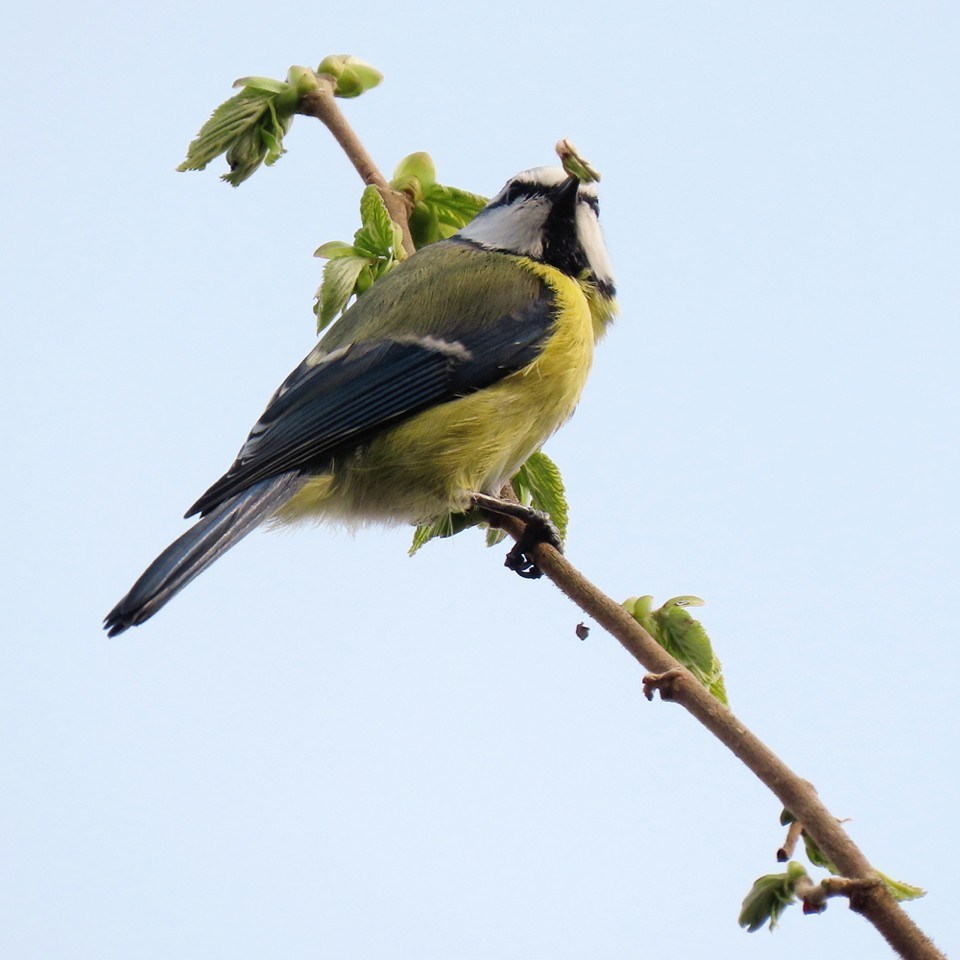 pimpelmeesje heeft een stukje van een blaadje in zijn snavel