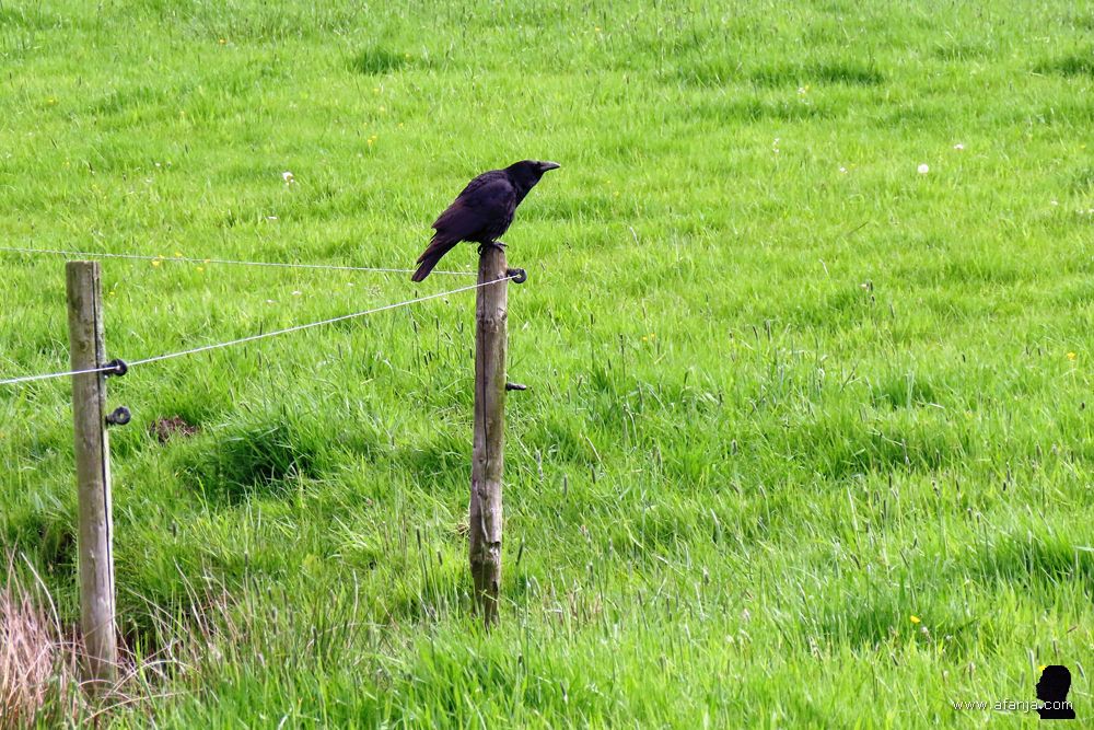 een zwarte kraai op een paaltje