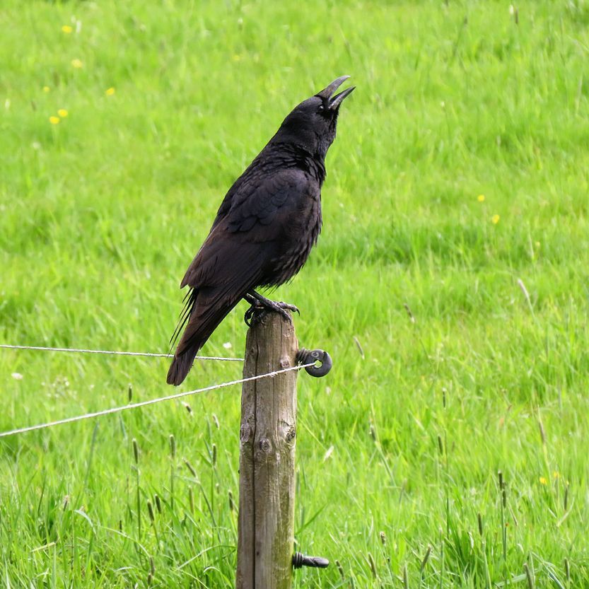 een grote zwarte kraai op een paaltje heft een krassende roep aan
