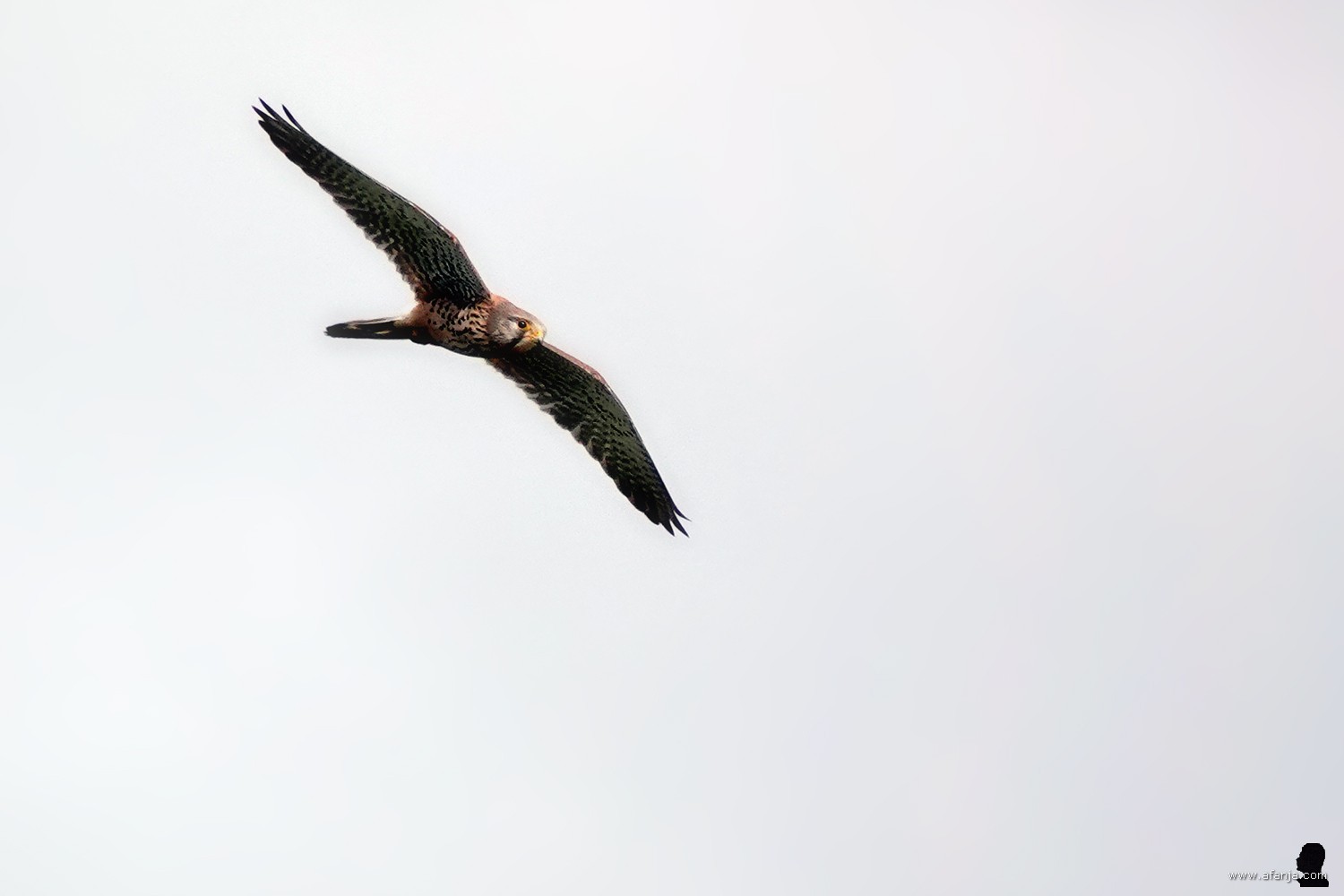 een torenvalk boven de Surhuizumermieden - 2