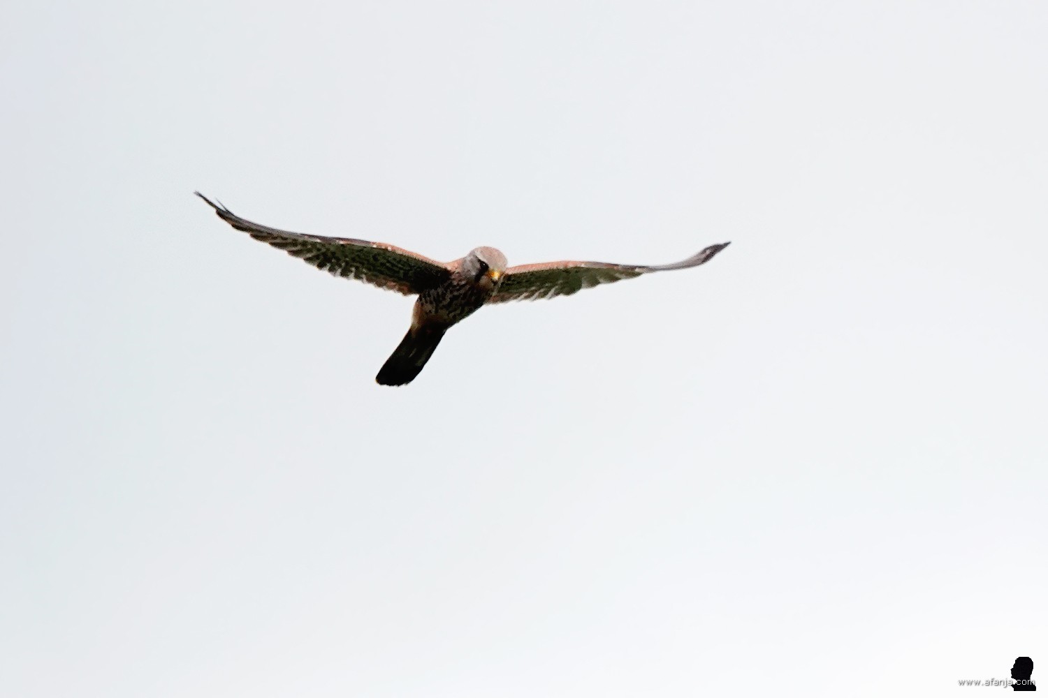 een torenvalk boven de Surhuizumermieden - 3