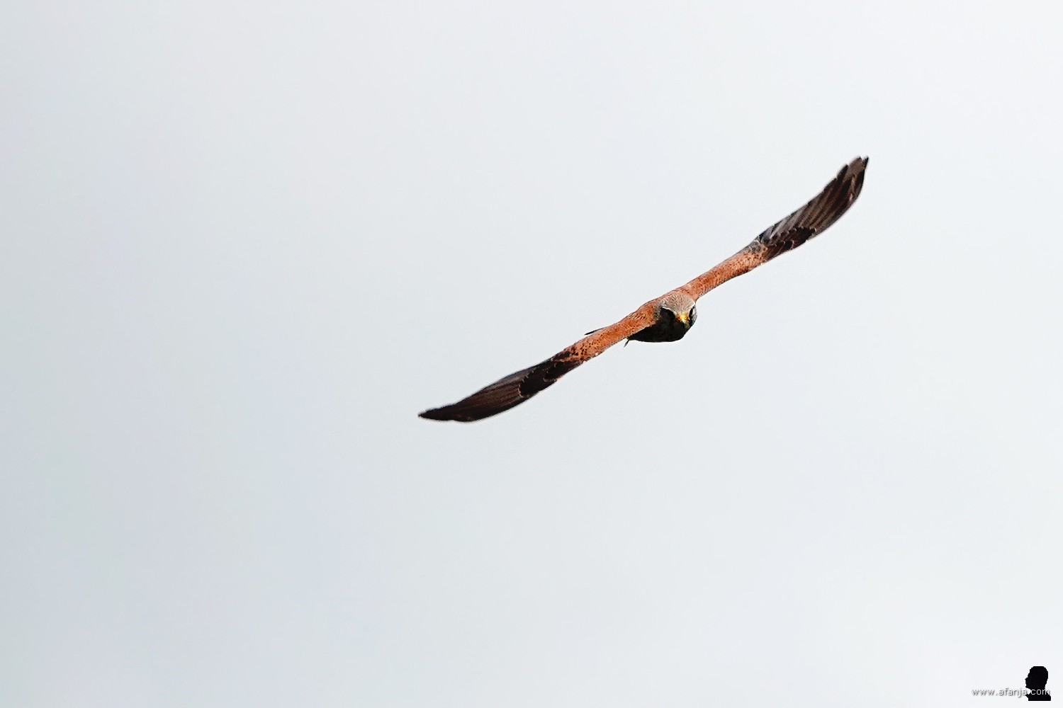 een torenvalk boven de Surhuizumermieden - 4