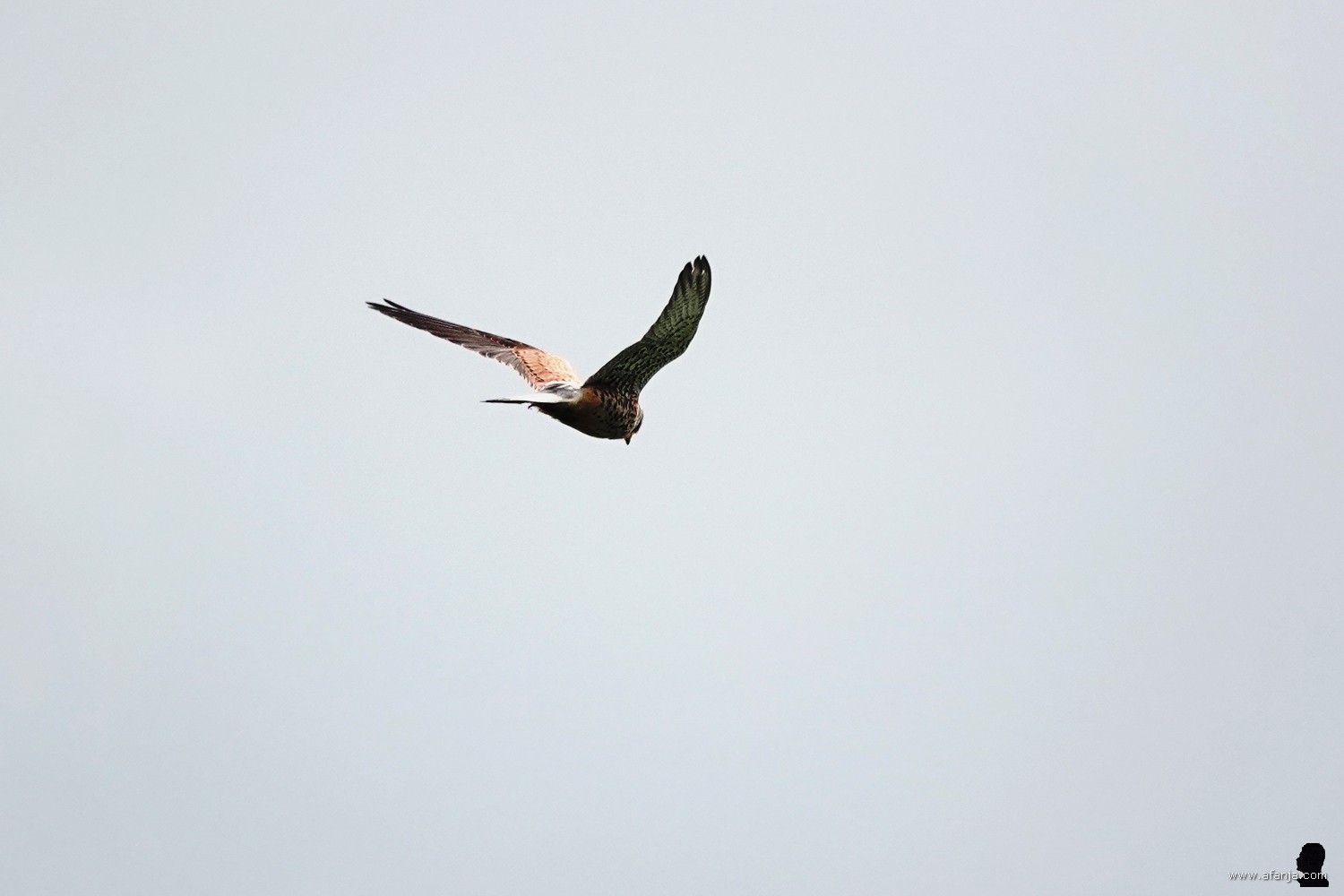 een torenvalk boven de Surhuizumermieden - 5