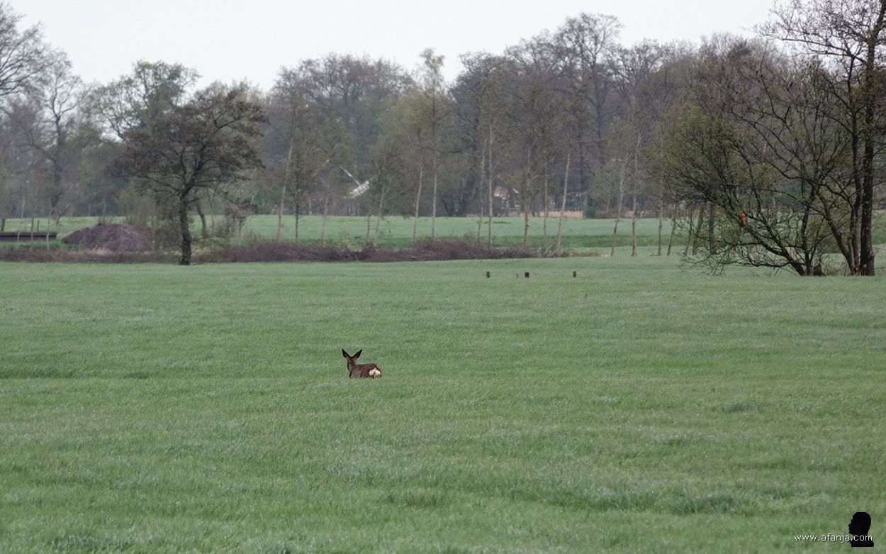 een ree loopt bij een sloot of een diepe greppel in een weiland