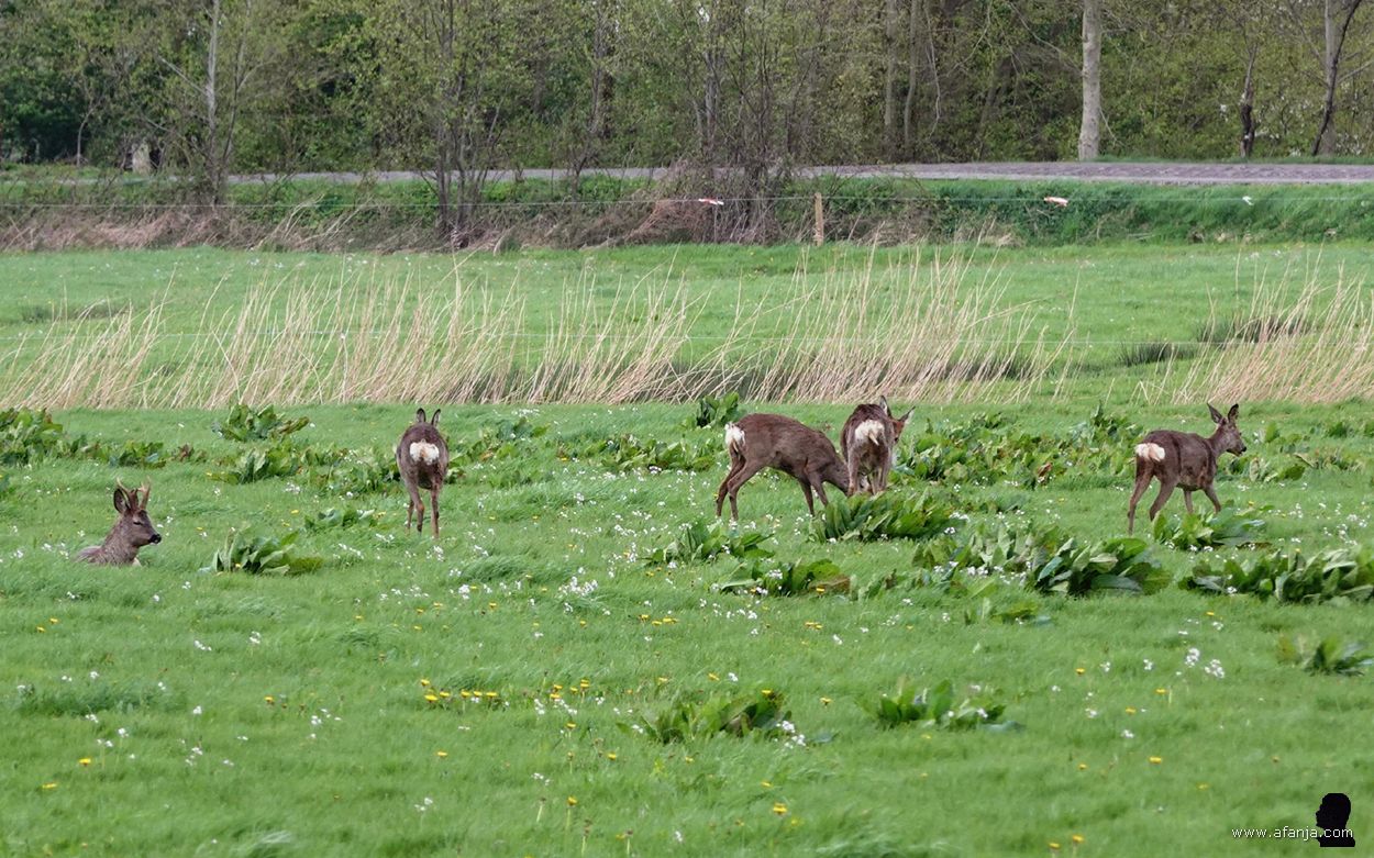 links ligt een reebok in het gras, vier reegeiten staan in de buurt
