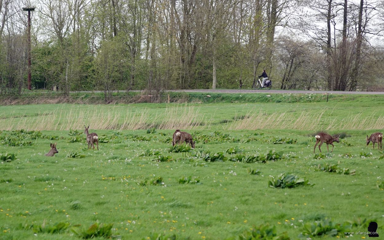 vier grazende reegeiten in een kruidenrijk weiland