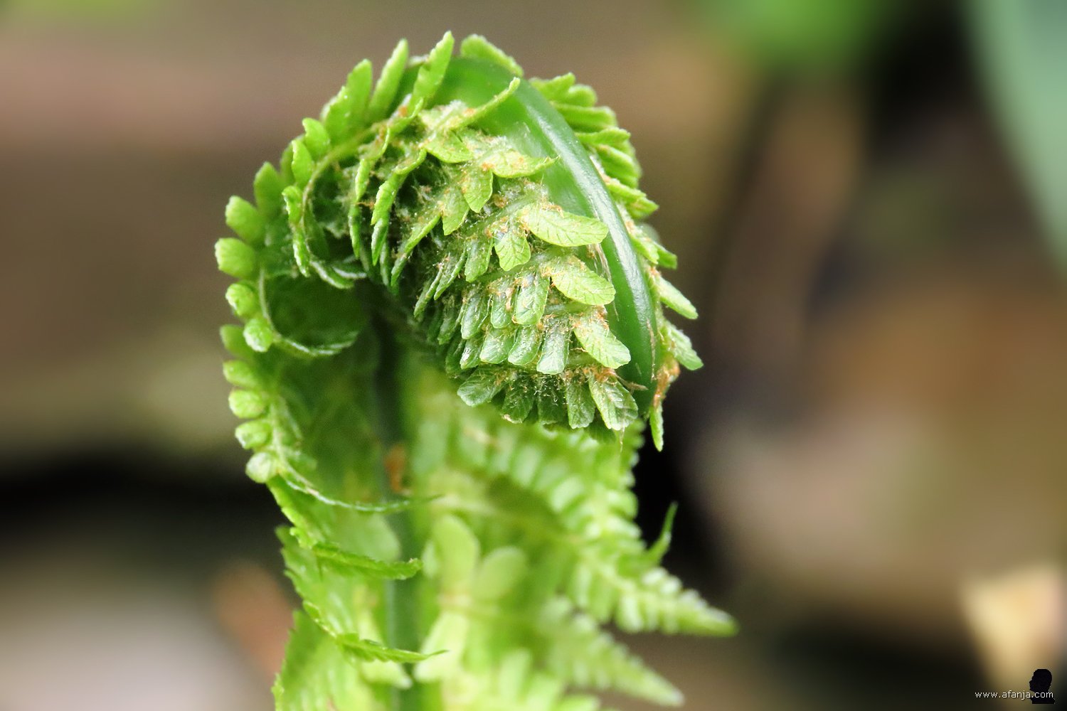 de varens ontrollen hun bladeren - 1