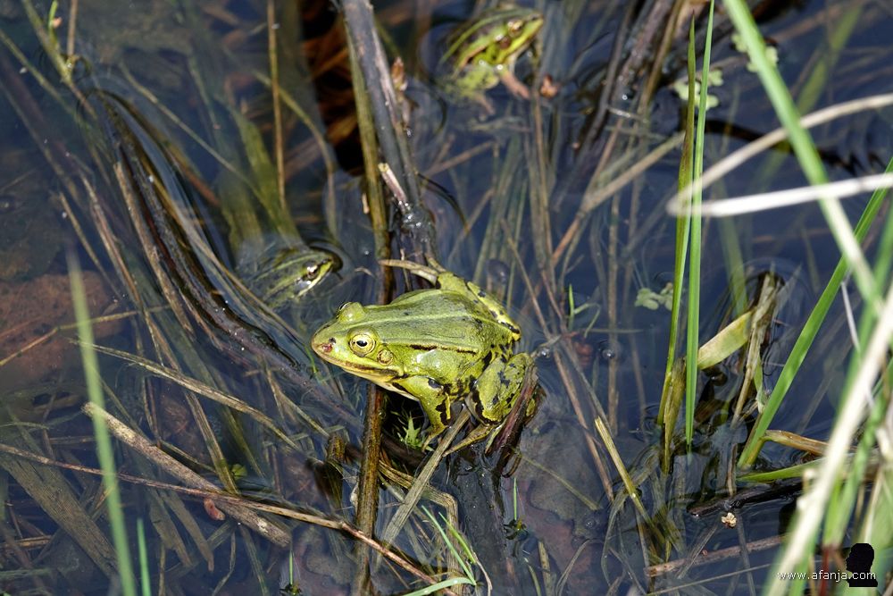 drie groene kikkers in ondiep water
