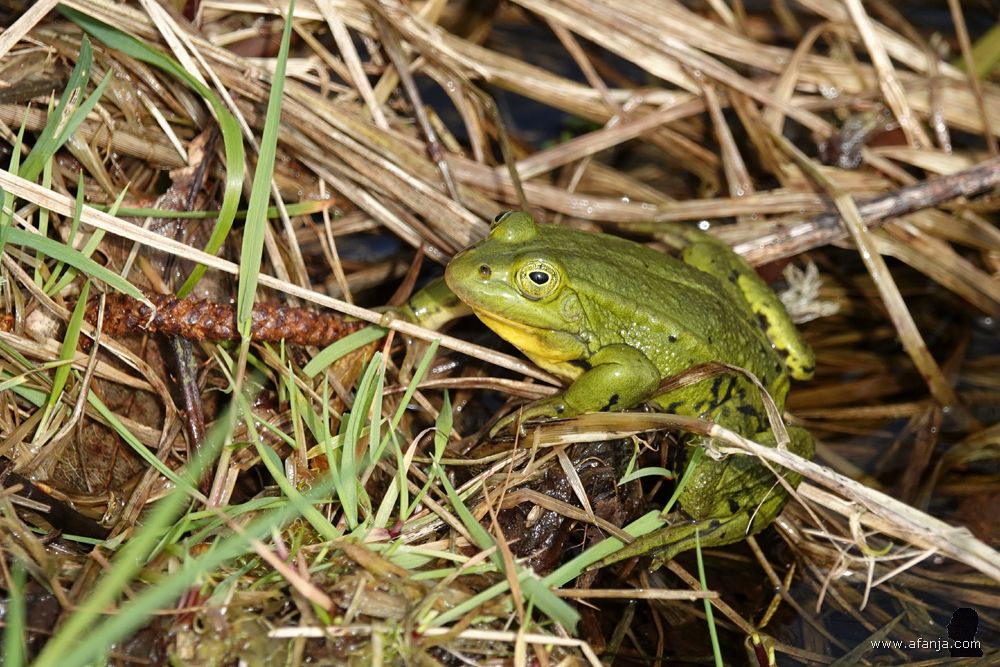 een groene kikker aan de rand van een poel