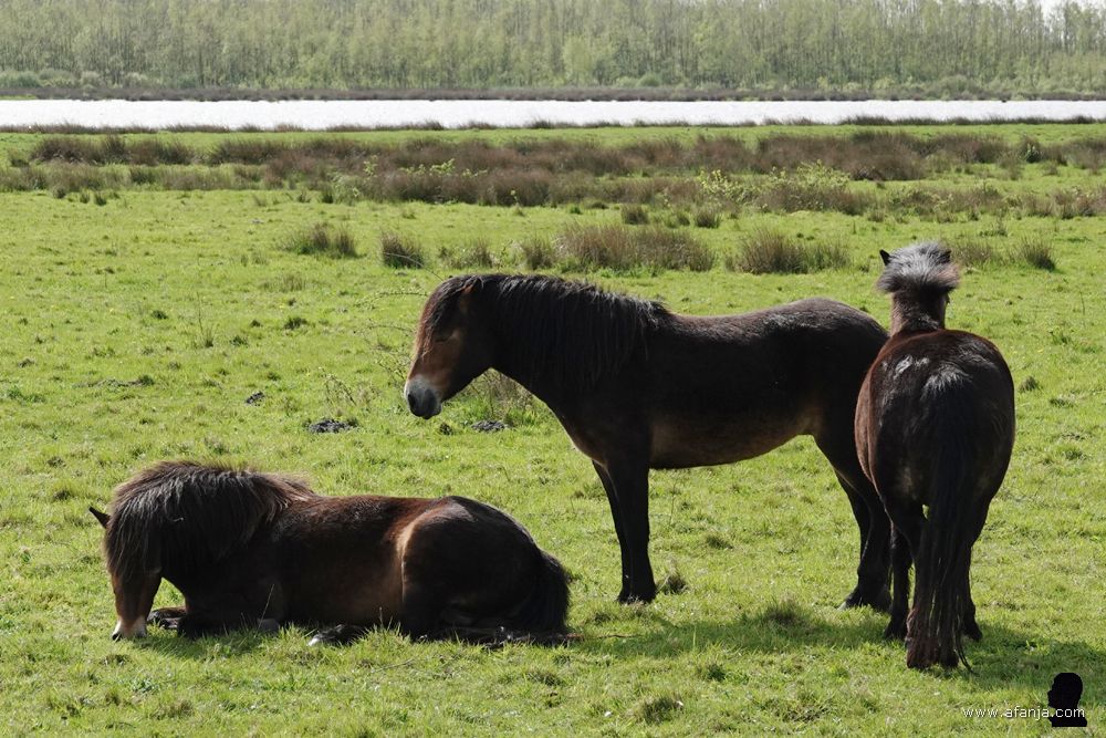 drie paarden in een natuurlijk landschap