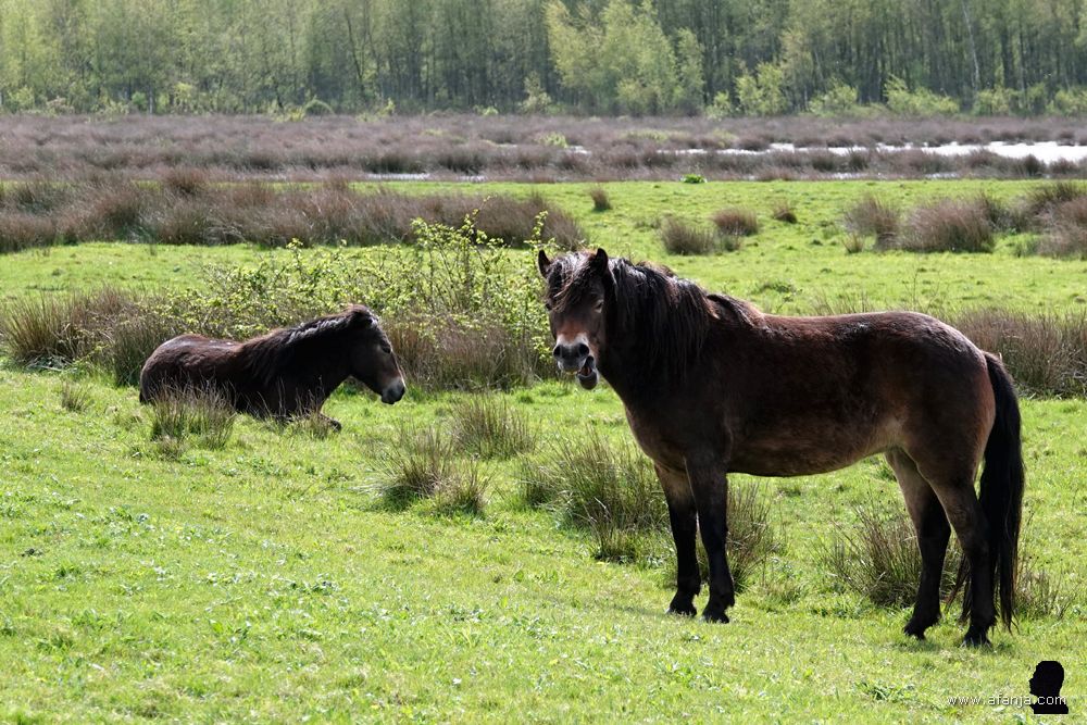 twee p[arden waarvan er eentje staat te ginnegappen
