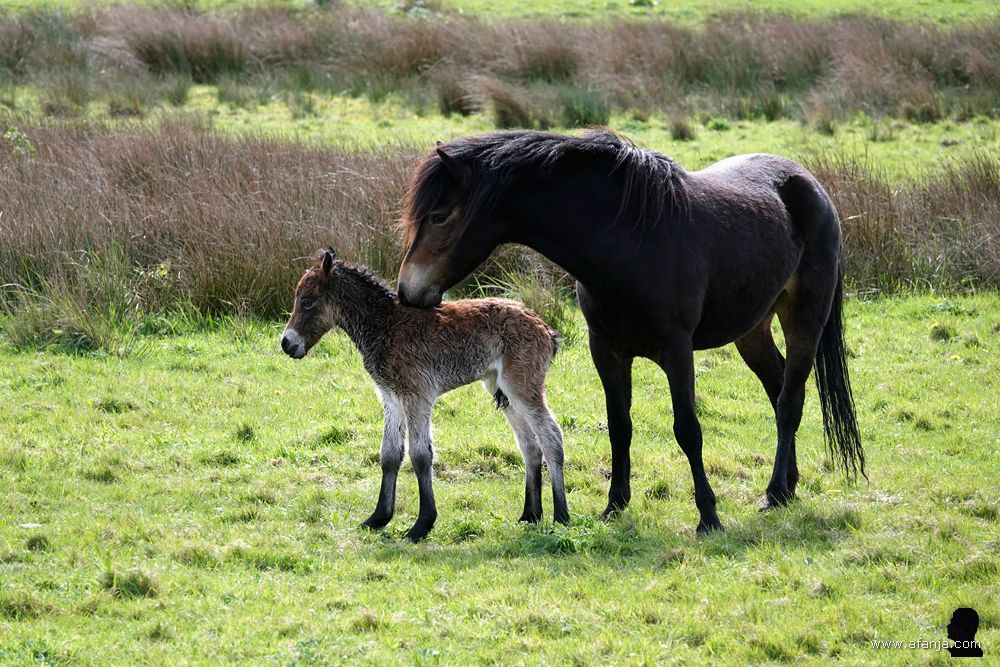 de pony lijkt aan de vacht van haar veulen te ruiken