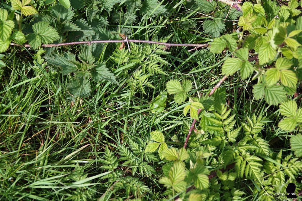 zoekplaatje - ergens zit een boomkikker