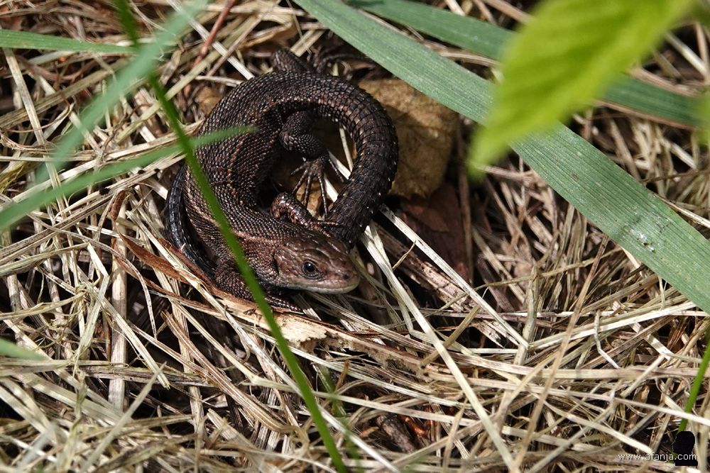 levendbarende hagedis lag lekker te zonnen in het gras