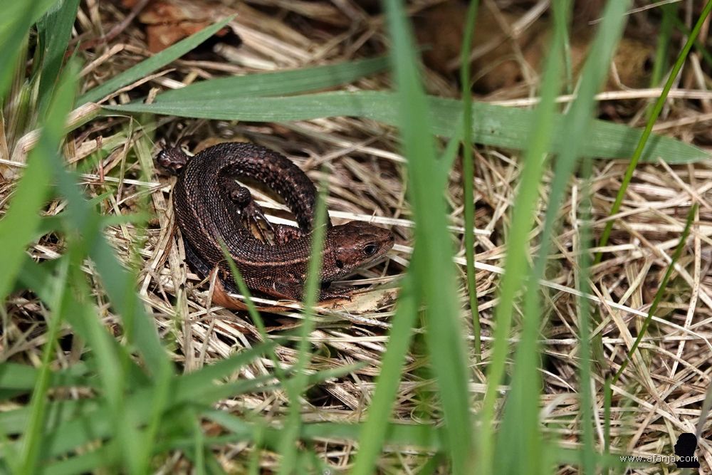 levendbarende hagedis in het gras