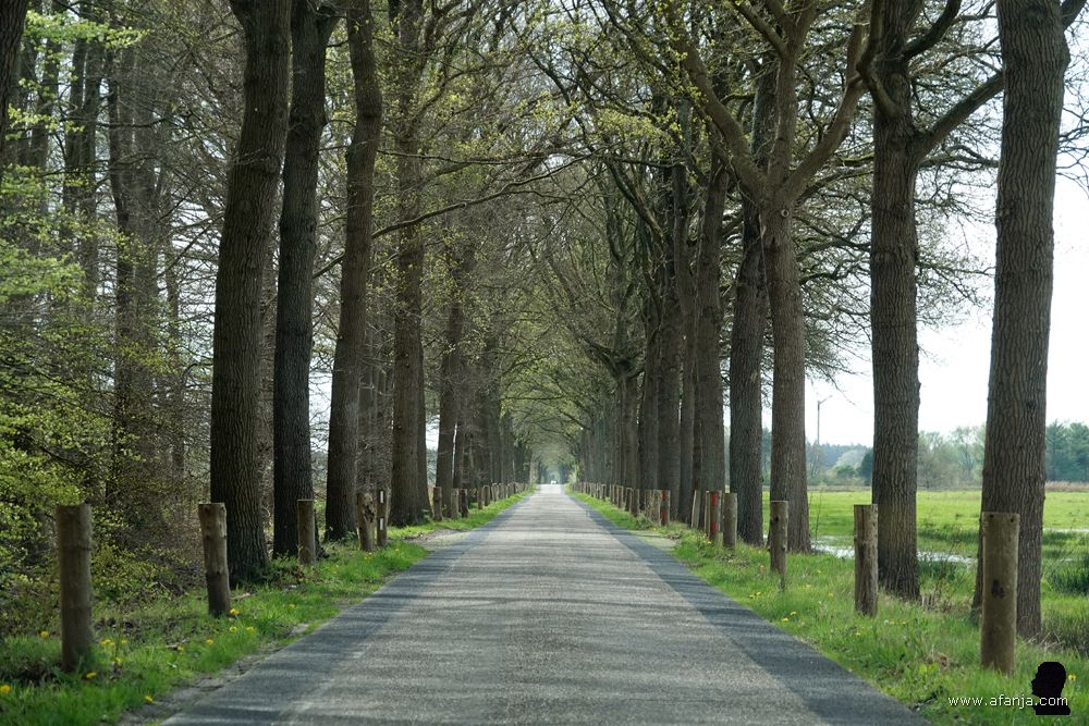 onderweg langs een lange rechte weg met bomen paaltjes in de berm