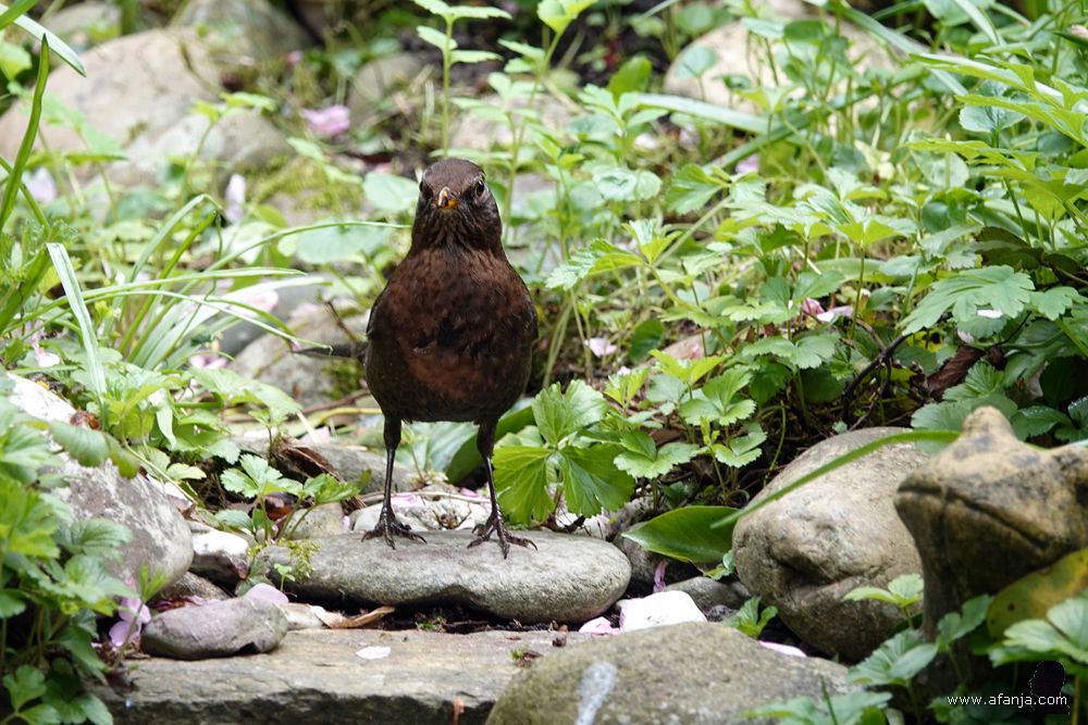 mevrouw merel kijkt recht in de lens