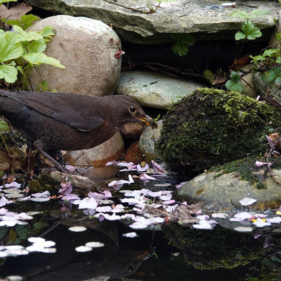 mevrouw merel zoekt mos bij de vijver