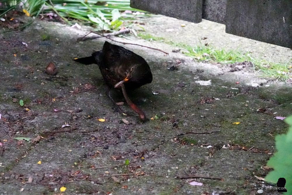 merel in gevecht met een vette regenworm - 4