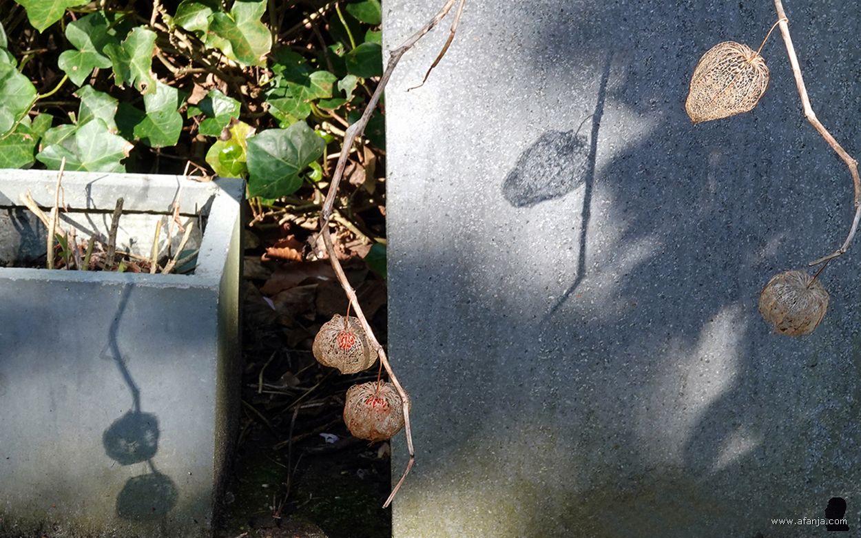 4 lampionnetjes werpen hun schaduw op twee plantenbakken op het terras