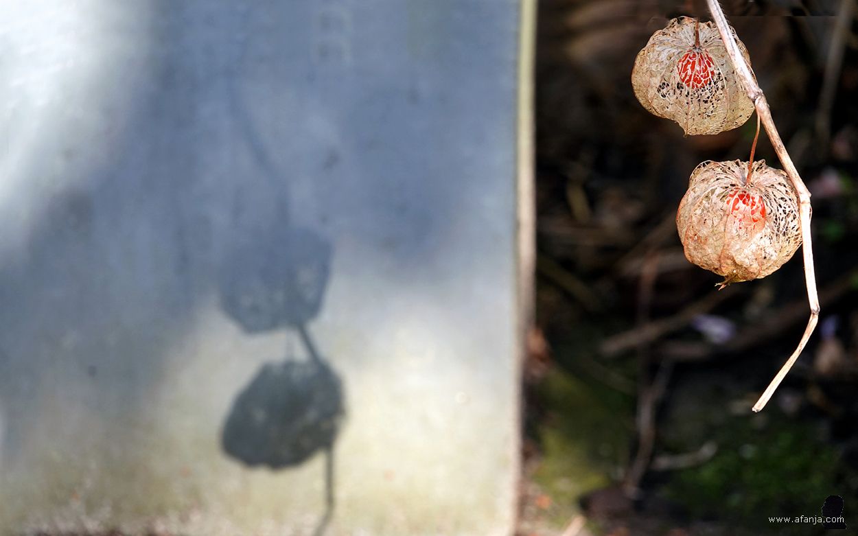 rechts twee lampionnetjes scherp in beeld en links vaag de schaduw daarvan op een plantenbak