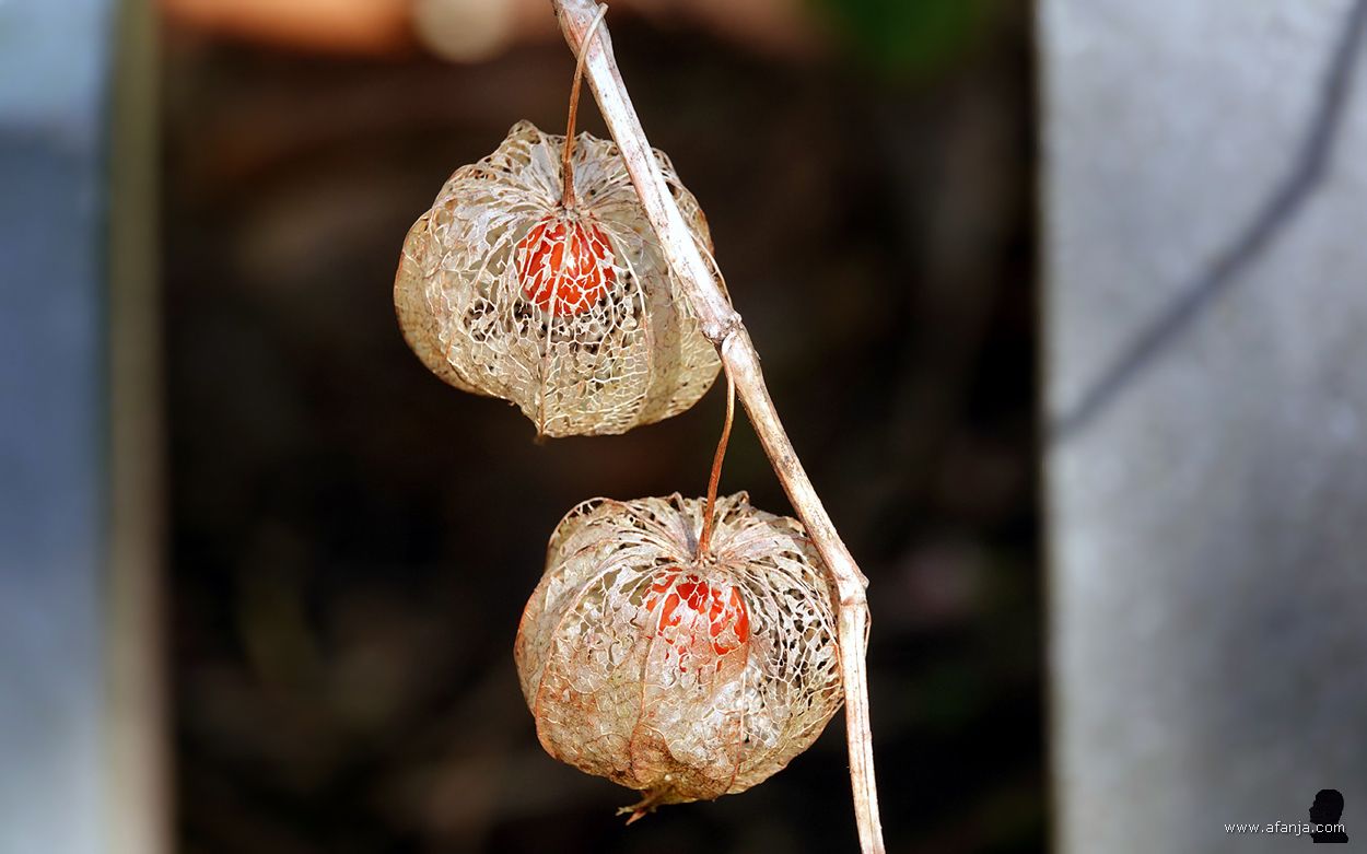 twee lampionnetjes met daarin oranje-rode besjes