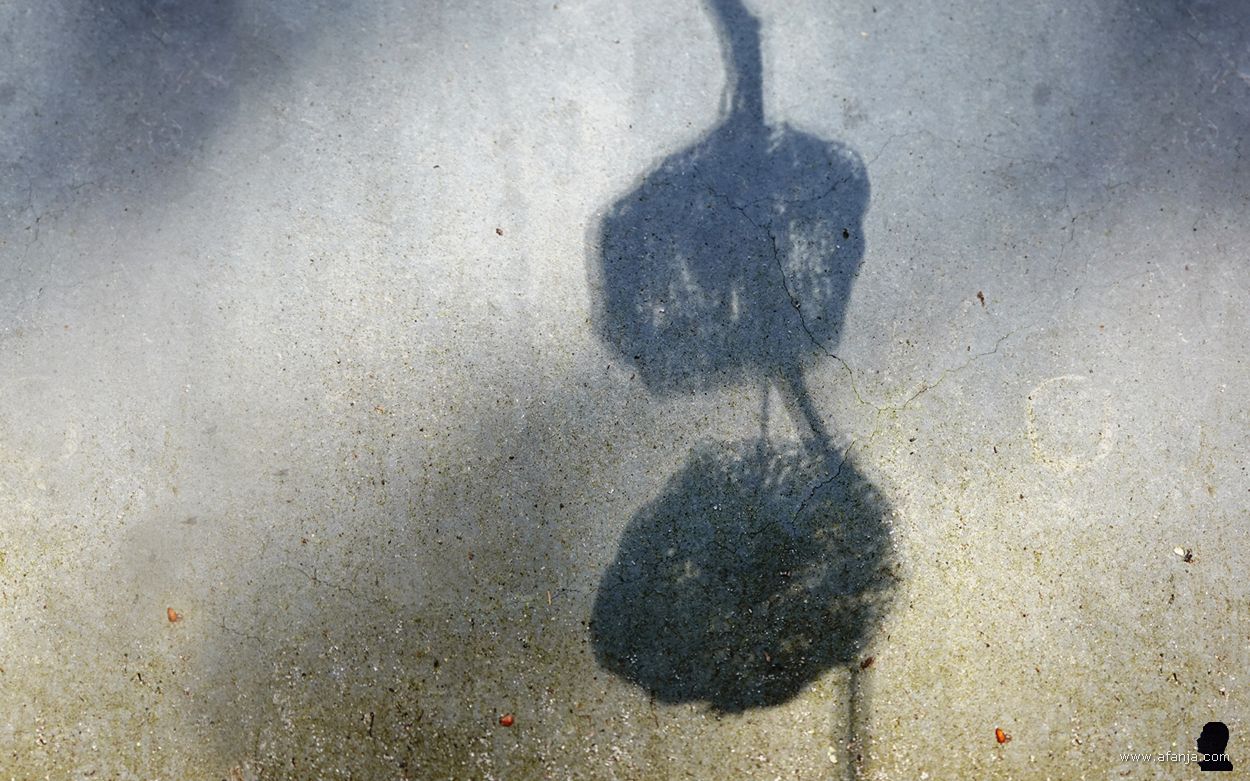 de schaduw van twee lampionnetjes