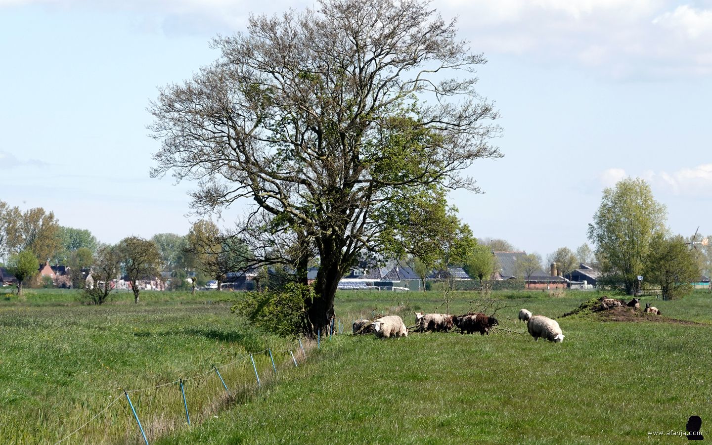 schapen onder een boom in de Surhuizumermieden
